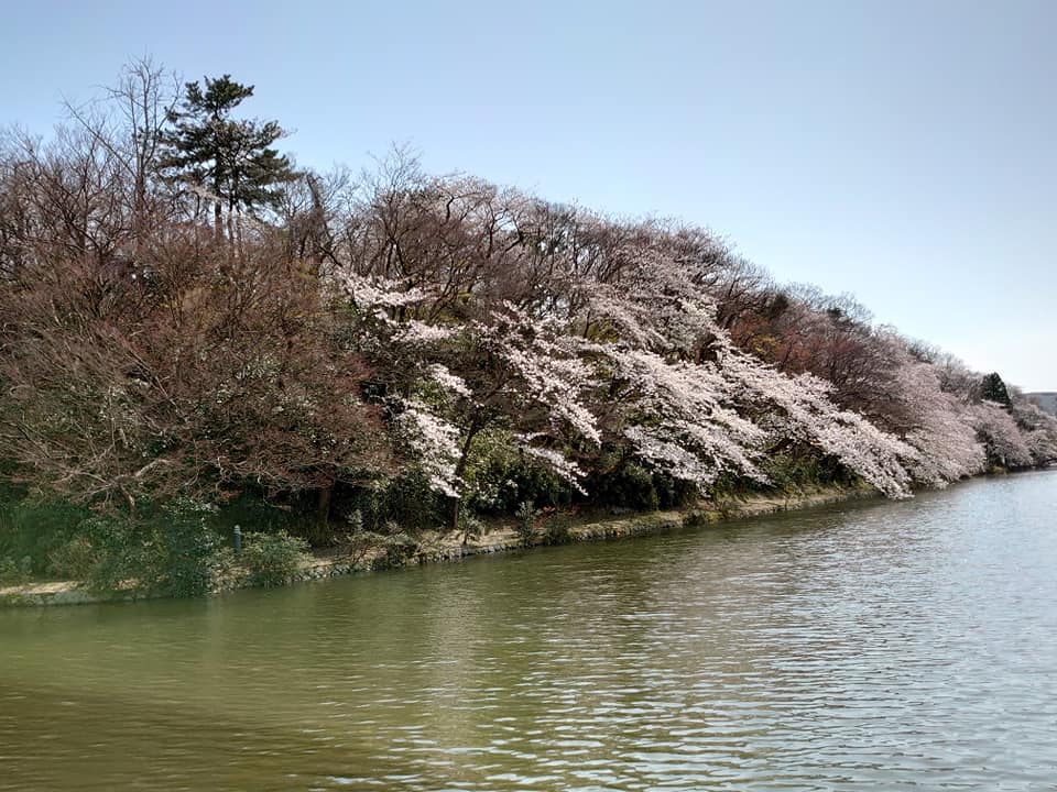 高岡古城公園の桜